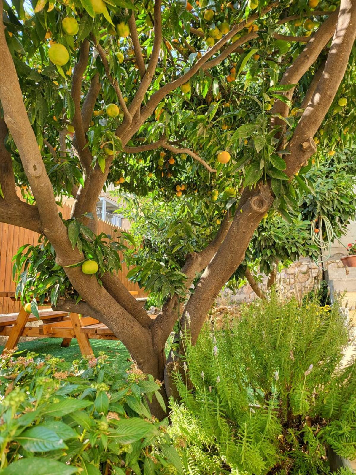 Maria'S Guesthouse - Uphill View Of Nazareth F Exteriér fotografie